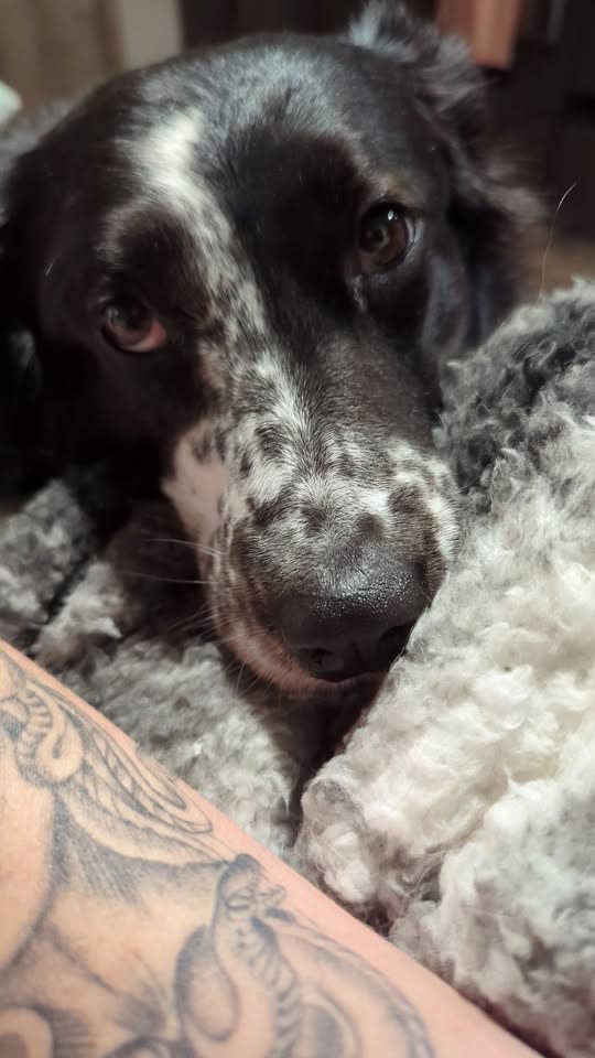LOST PET - Hawaii | SSH Search