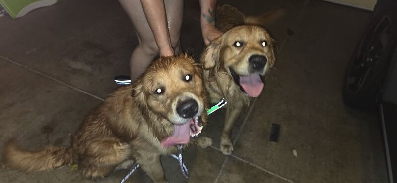 FOUND PET - Oceanpointe, Ewa Beach, Oahu | SSH Search