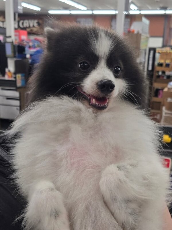 FOUND PET - Times Aiea, Aiea, Oahu
VCA in Waimalu, Aiea, Oahu | SSH Search