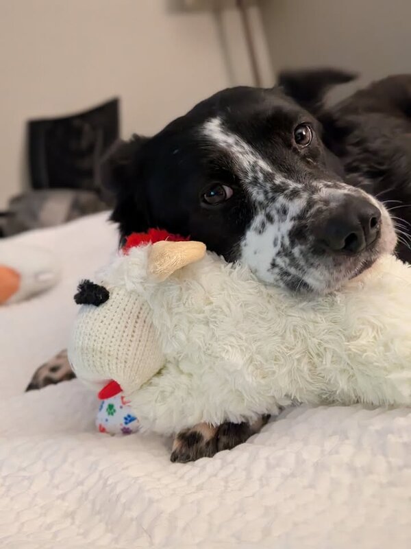 LOST PET - Nanakuli, Oahu | SSH Search