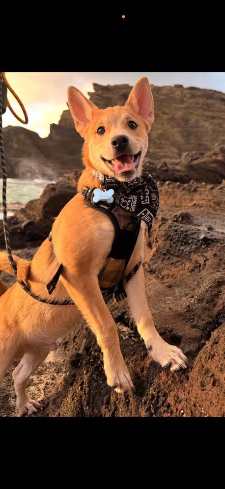 MISSING PERSON - Hawaii | SSH Search