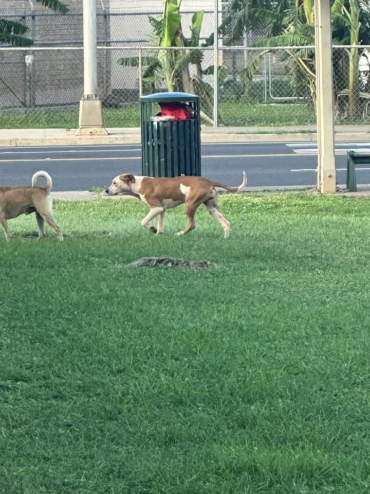 FOUND PET - Hawaii | SSH Search