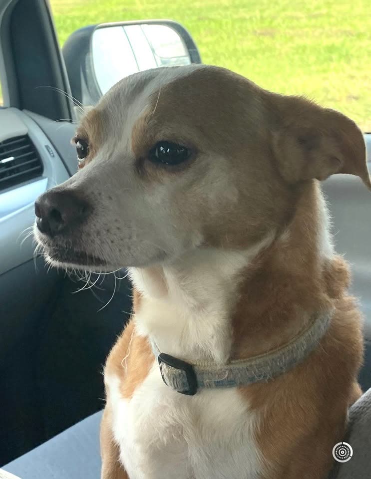 LOST PET - Wilson Street and Like-Like Hwy, Honolulu | SSH Search