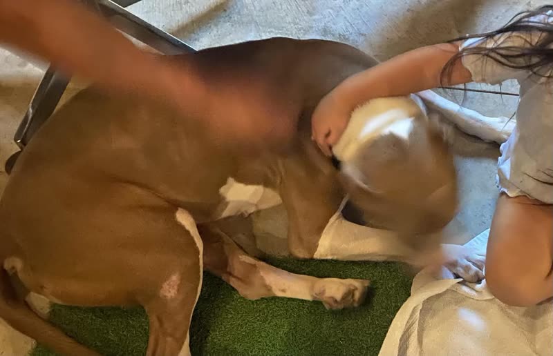 FOUND PET - Waianae Area, Oahu | SSH Search