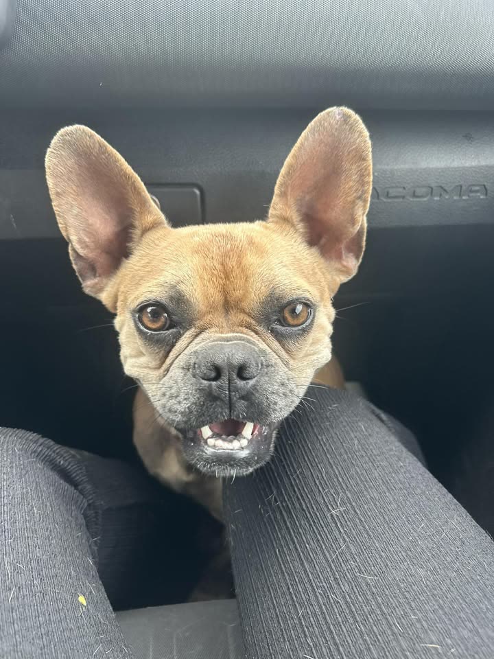FOUND PET - Hawaii | SSH Search