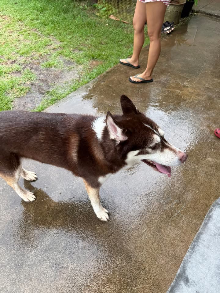FOUND PET - Hawaii | SSH Search