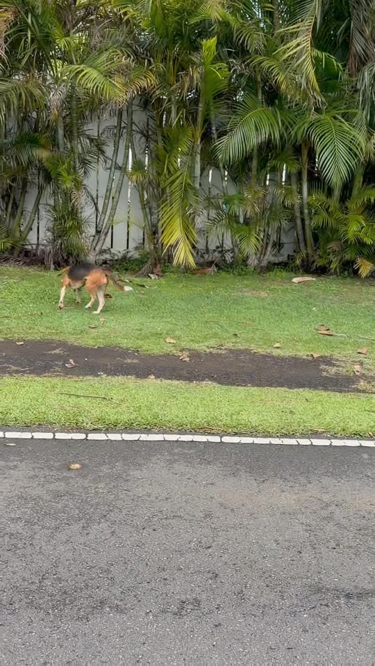 ANIMAL SIGHTING - Koa Kahiko Street, Kaneohe, Oahu | SSH Search