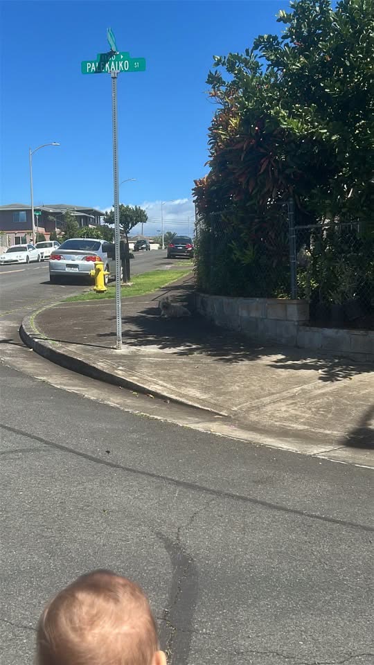 FOUND PET - Pearl City area, Oahu | SSH Search
