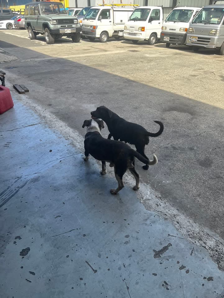 ANIMAL SIGHTING - Mapunapuna Street, near Tesla building, Honolulu, Oahu | SSH Search