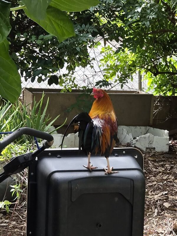 ANIMAL SIGHTING - Hawaii | SSH Search
