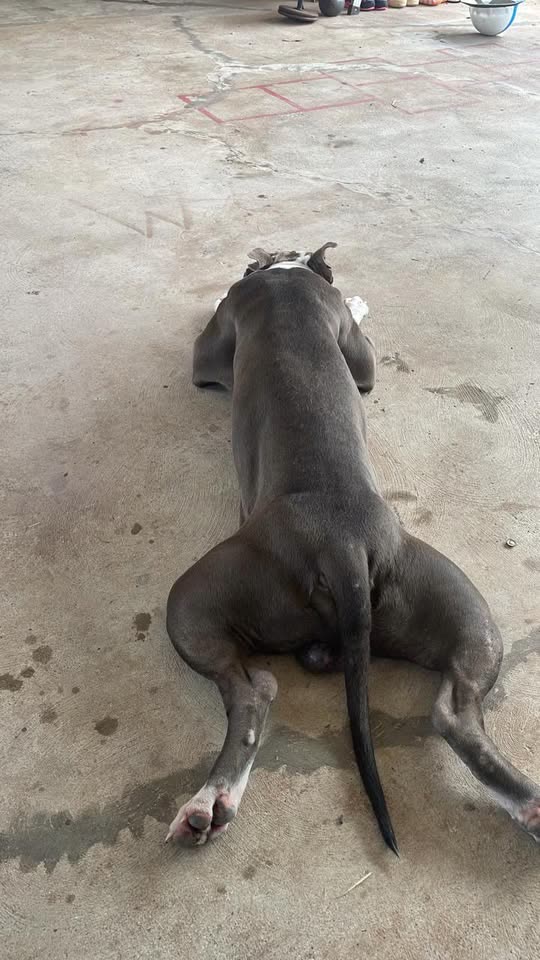 FOUND PET - Princess Kahanu, Oahu | SSH Search