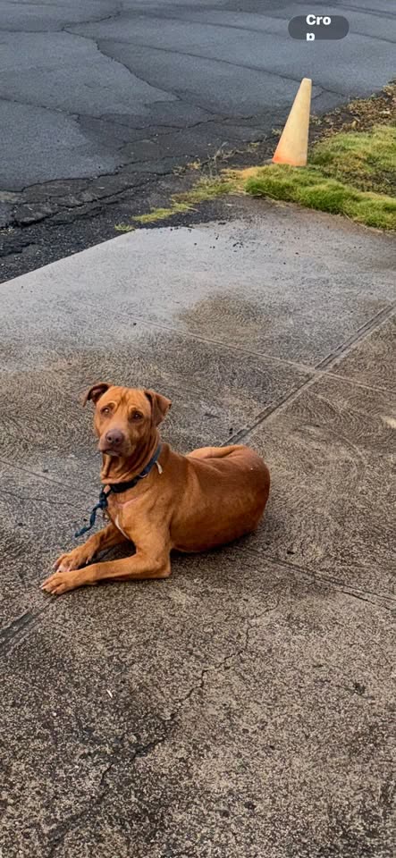 FOUND PET - Waipahu, Oahu | SSH Search