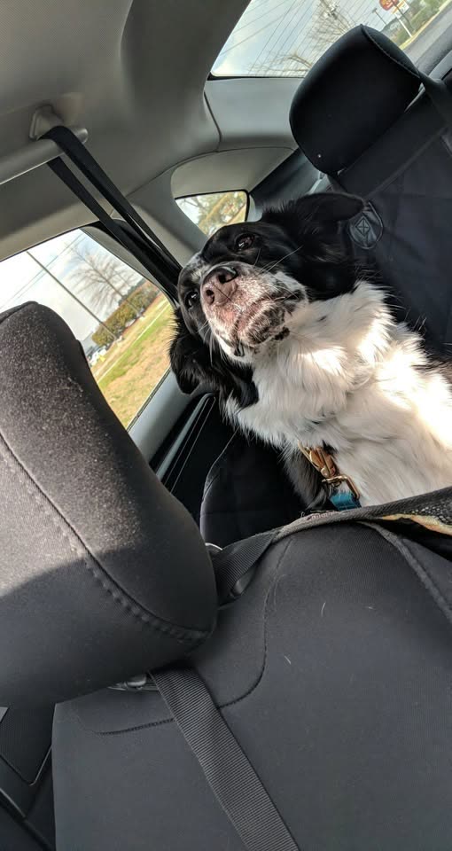 LOST PET - Hawaii | SSH Search