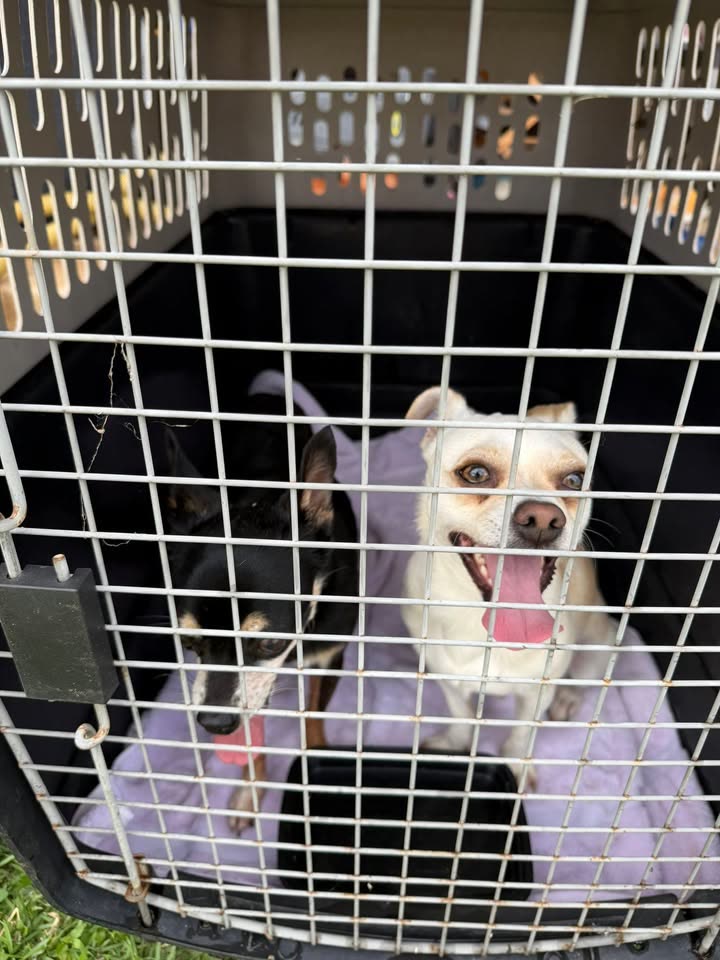 FOUND PET - Kapolei Kanehili homestead, Oahu | SSH Search