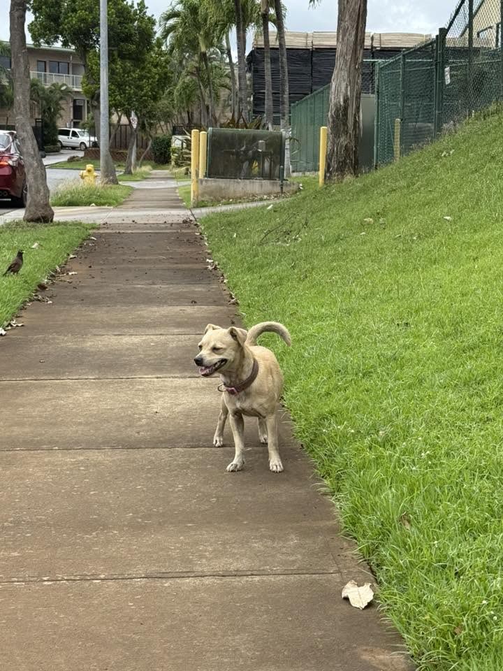 ANIMAL SIGHTING - TriWest near the Waipahu Waikele Pet Hospital, Waipahu | SSH Search