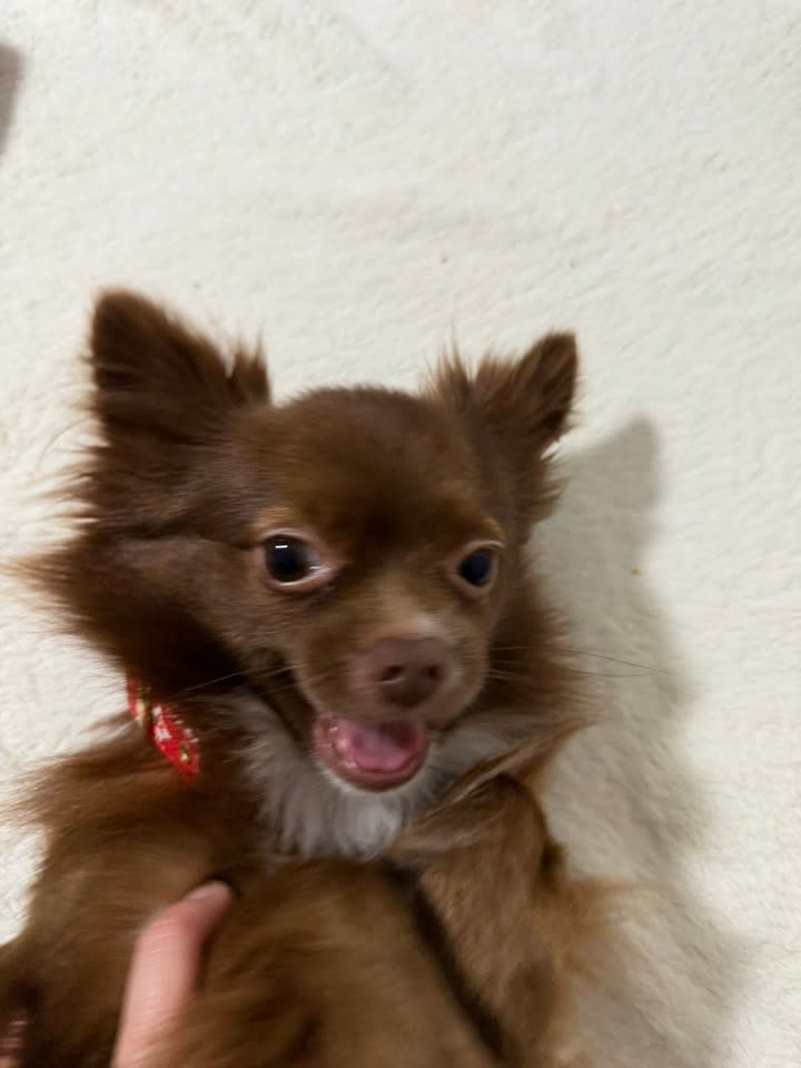 LOST PET - 642 N Vineyard Blvd, Honolulu, HI 96817 | SSH Search