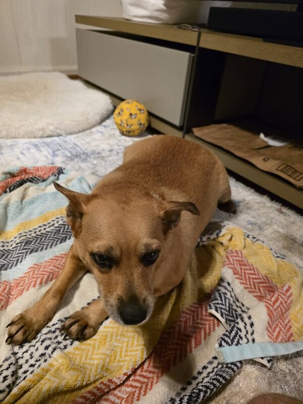 FOUND PET - Pali near Auloa Road, Oahu | SSH Search