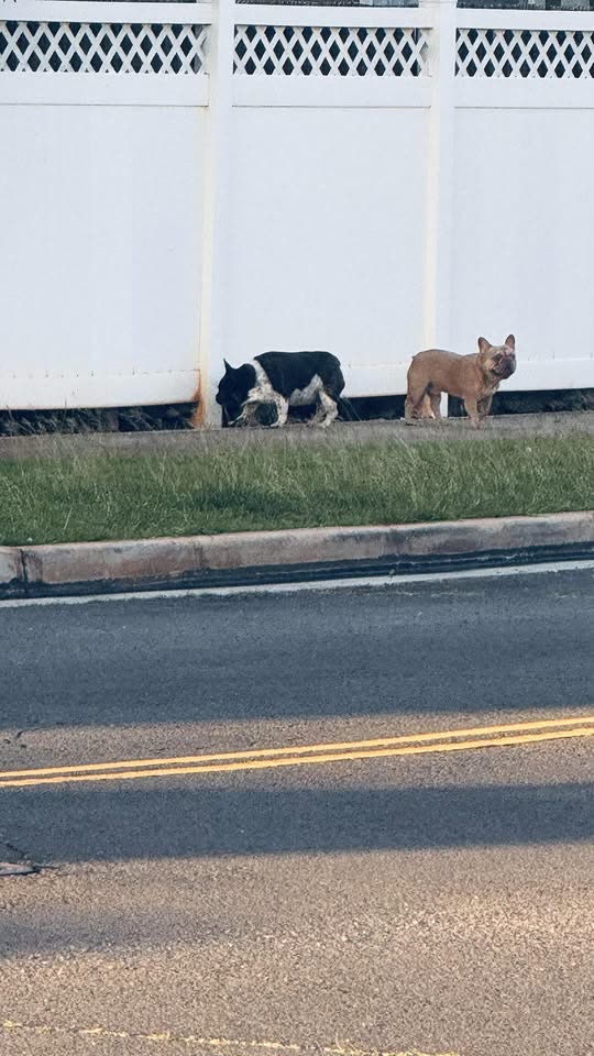 ANIMAL SIGHTING - Kaupe'a | SSH Search