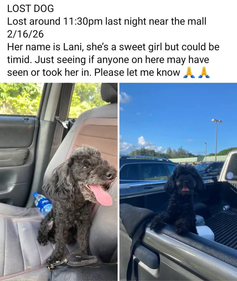 LOST PET - Temple Valley, Ahuimanu, Kahaluu, Hui Iwa neighborhood | SSH Search