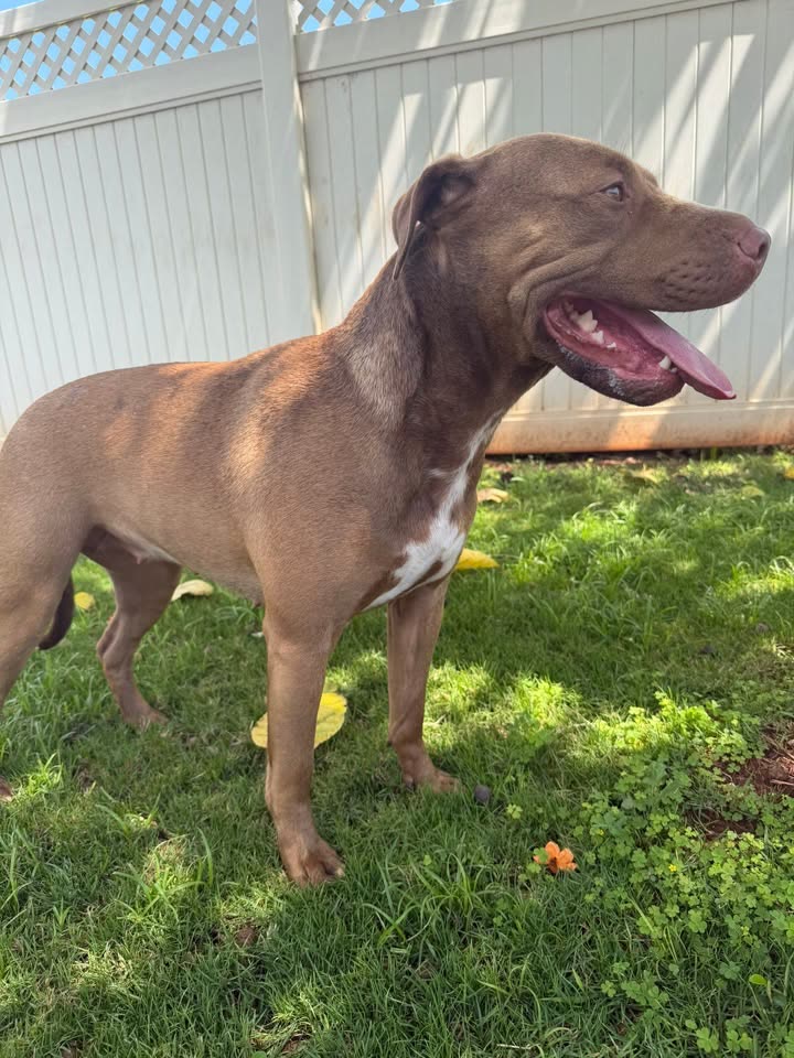 FOUND PET - Hawaii | SSH Search