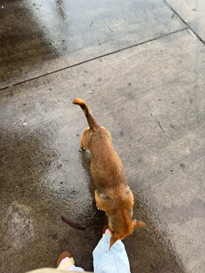 ANIMAL SIGHTING - Mayor Wrights | SSH Search