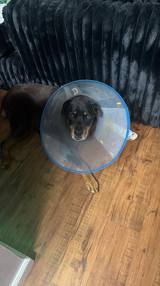 LOST PET - Sea Country, Waianae, Oahu | SSH Search