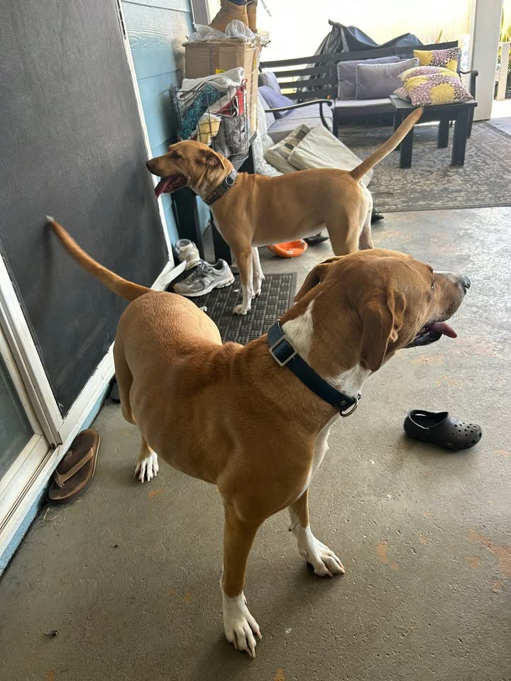 FOUND PET - Ewa Beach, Oahu | SSH Search