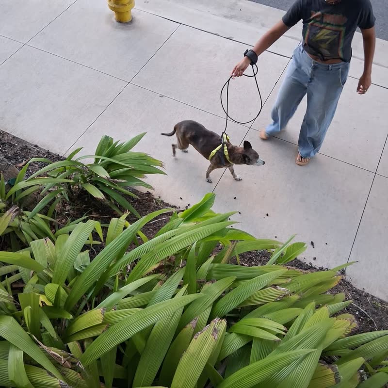 FOUND PET - Kaka'ako Whole Foods, Honolulu, Oahu | SSH Search