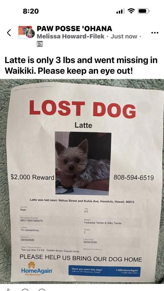 FOUND PET - Waikiki, Honolulu, Oahu | SSH Search