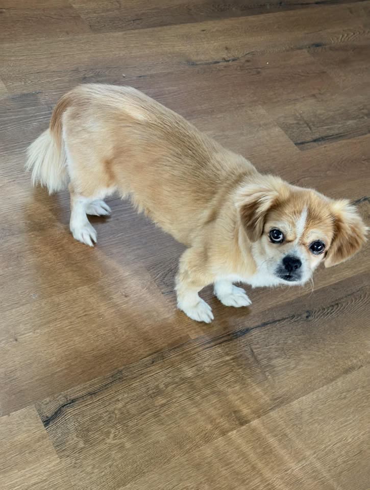 LOST PET - Ala Mahamoe Street, NO_SPECIFIC_LOCATION | SSH Search