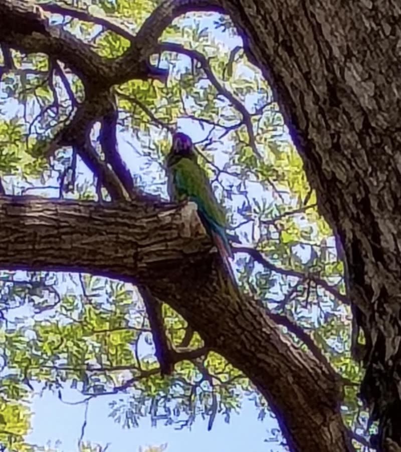 ANIMAL SIGHTING - Kaimuki High School, Honolulu, Oahu | SSH Search
