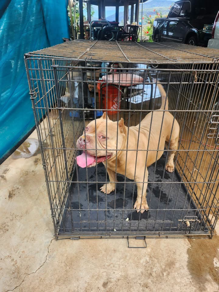 FOUND PET - Pokaikuahiwi Place, Waianae | SSH Search