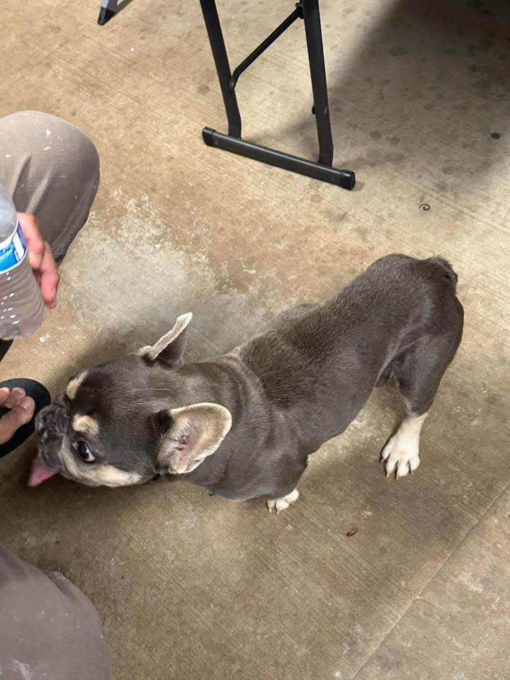 LOST PET - Hawaii | SSH Search