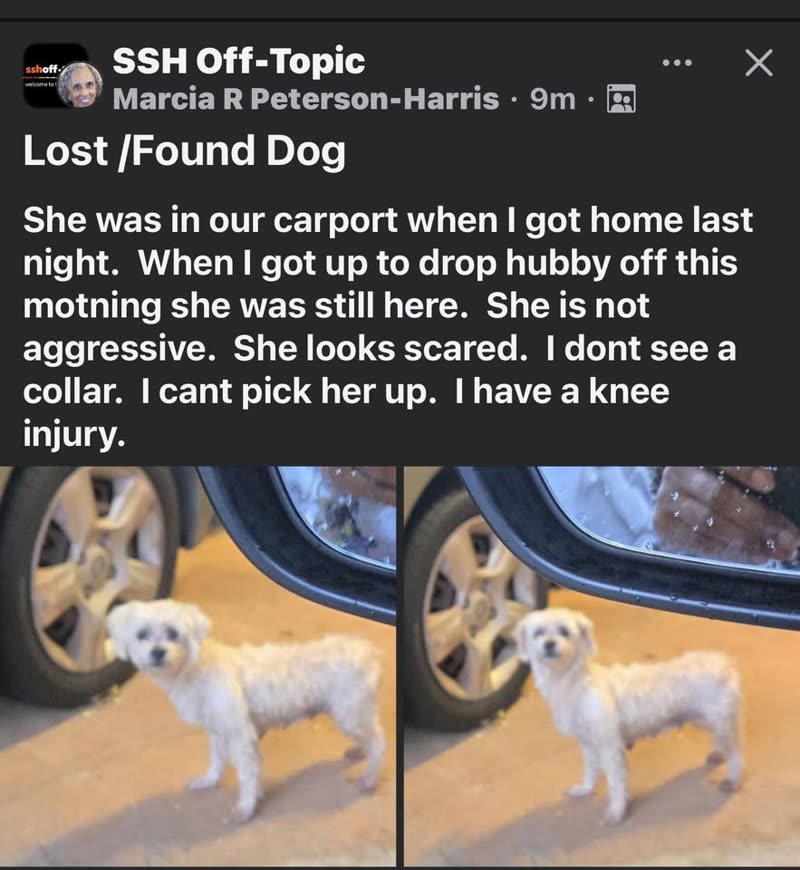 FOUND PET - Robinson Heights, Waipahu, Oahu | SSH Search