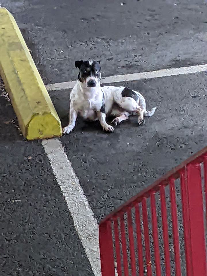 ANIMAL SIGHTING - Umi Street, Honolulu, Oahu | SSH Search