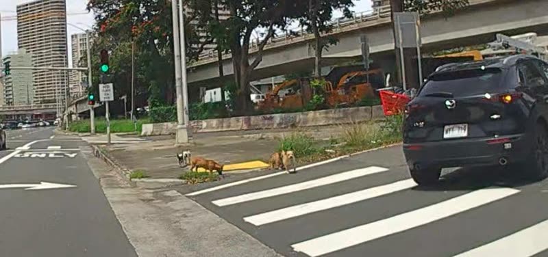 ANIMAL SIGHTING - Kapiolani on-ramp H1 EB, Honolulu | SSH Search