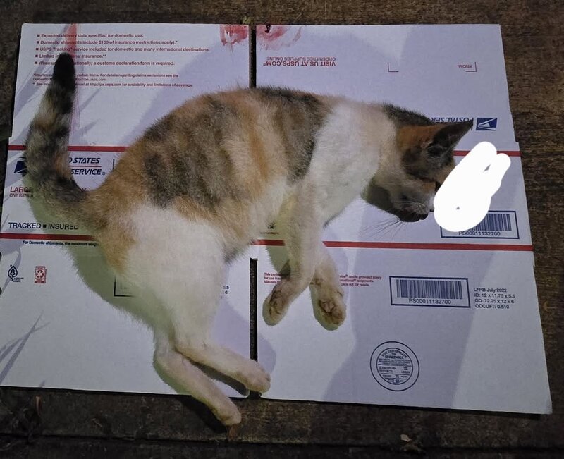FOUND PET - Whitmore Village, Oahu | SSH Search