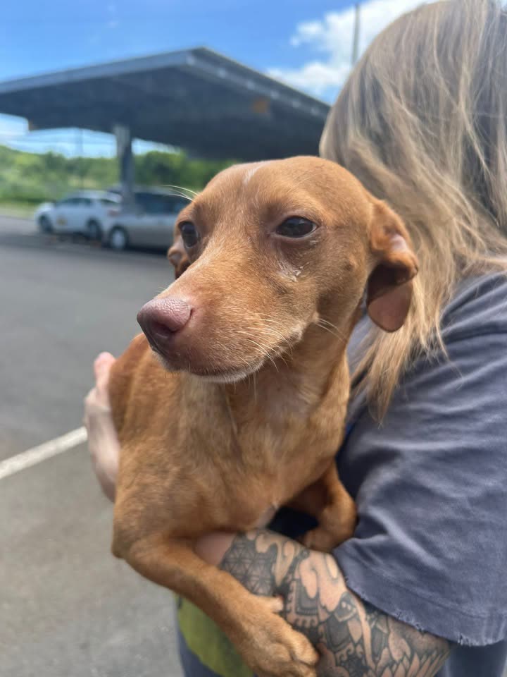 FOUND PET - Papipi Rd, Ewa Beach, Oahu | SSH Search