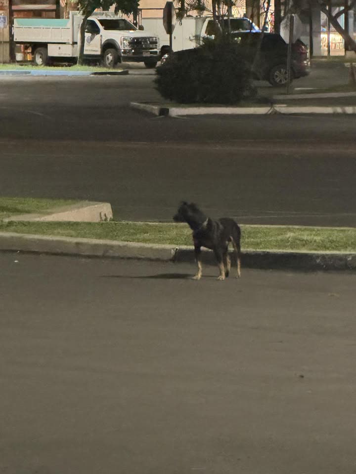 ANIMAL SIGHTING - Waipahu Shopping Center, Waipahu, Oahu | SSH Search