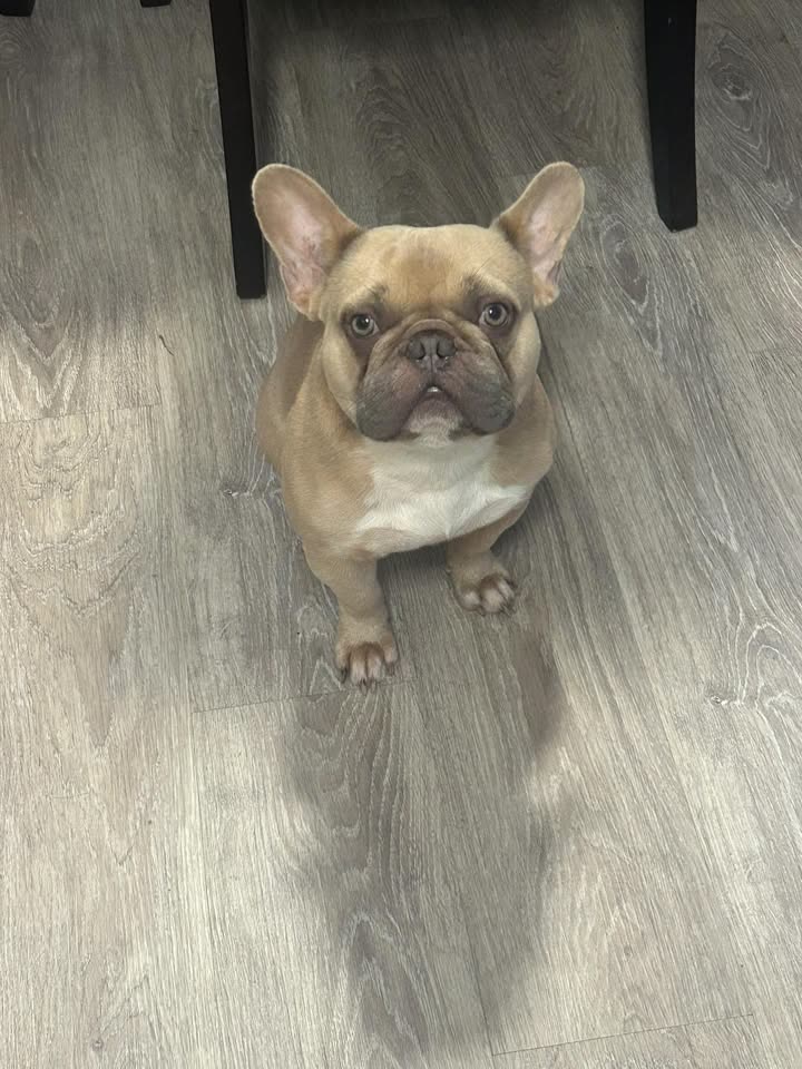 LOST PET - Hawaii | SSH Search