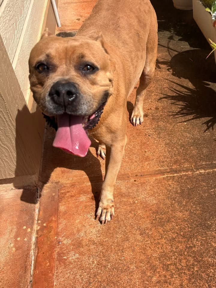 FOUND PET - Royal Kunia/Village Park area, Oahu | SSH Search
