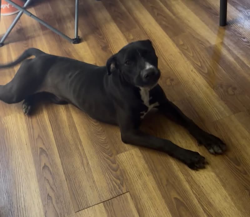 FOUND PET - Hawaii | SSH Search