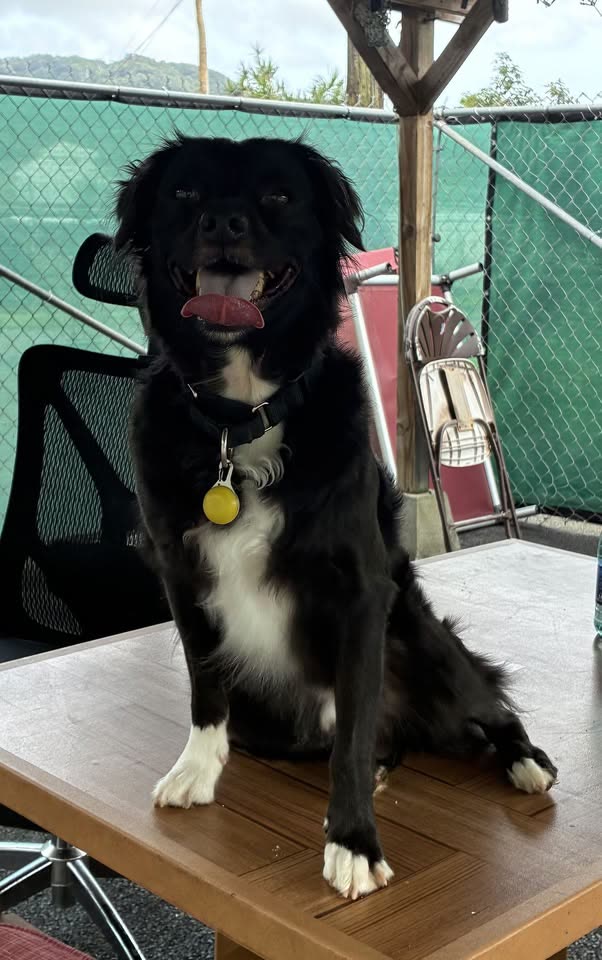 LOST PET - Kakaina Street, Hawaii Kai, Oahu | SSH Search