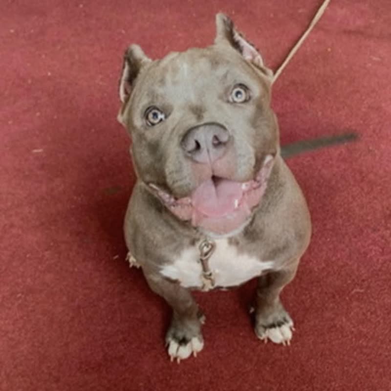 LOST PET - Ala Koa Street, Waimanalo, Oahu | SSH Search