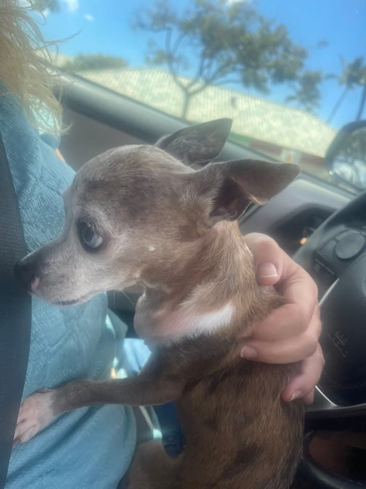 FOUND PET - Nohona Street, Makakilo | SSH Search