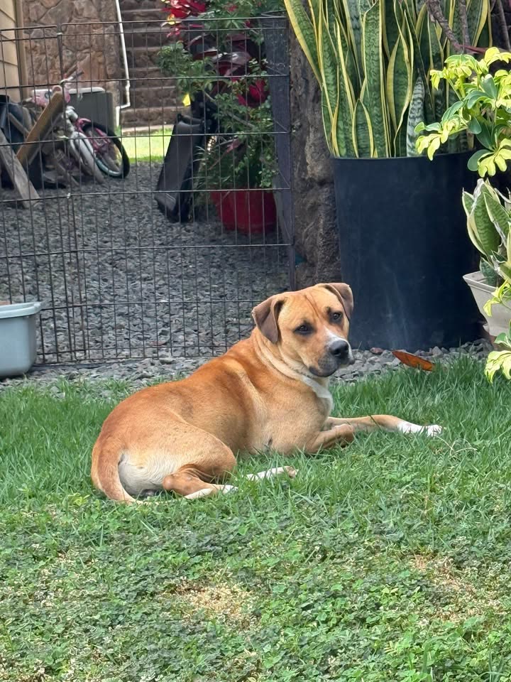 ANIMAL SIGHTING - Renaissance Waipahu, Hahana Place, Waipahu | SSH Search