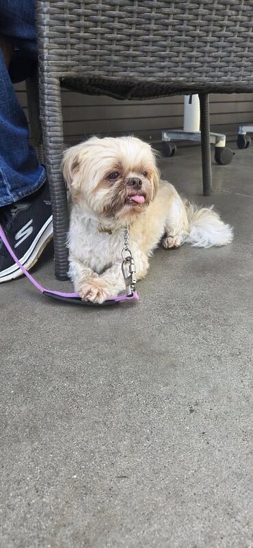 FOUND PET - Manoa Valley, Honolulu, Oahu | SSH Search