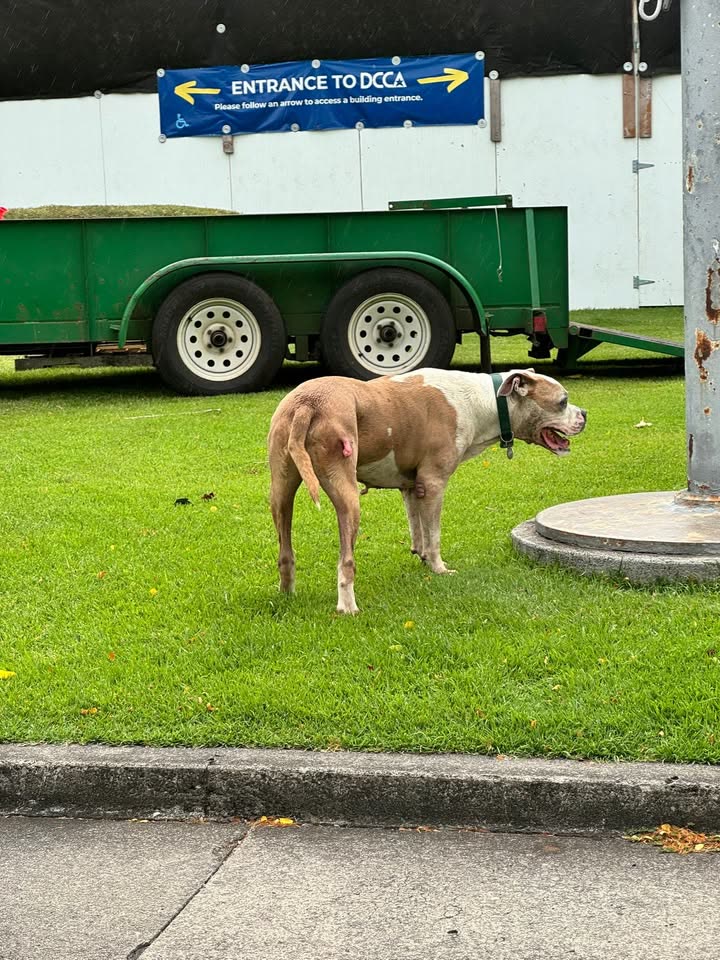 ANIMAL SIGHTING - Iolani Palace, Honolulu, Oahu | SSH Search