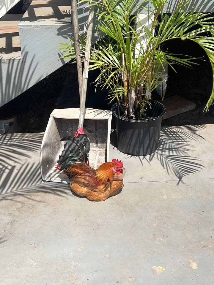 ANIMAL SIGHTING - Deez Bowls, Kahuku, Oahu | SSH Search