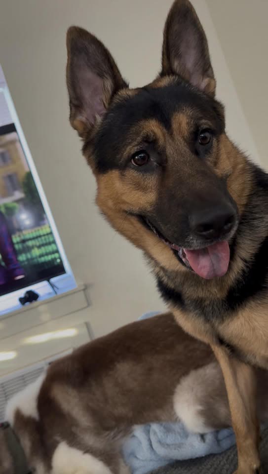 LOST PET - Ho’opili, Oahu | SSH Search
